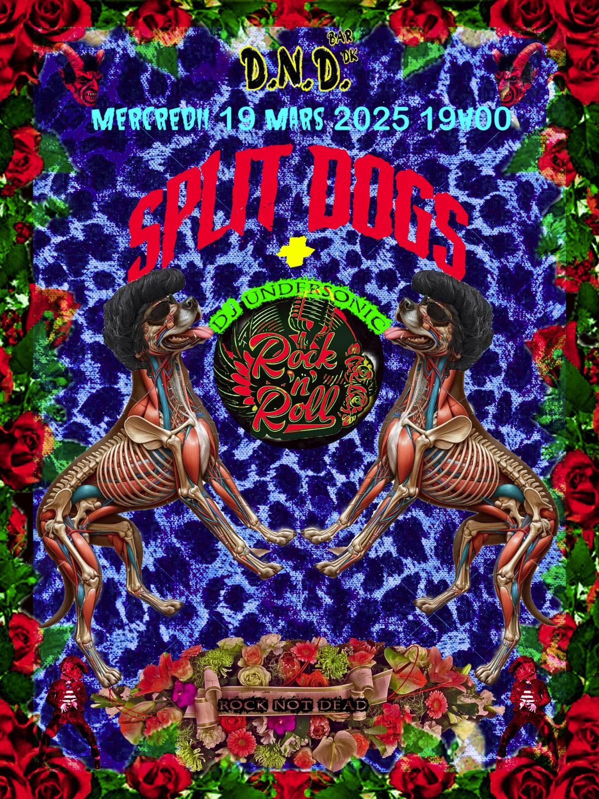Split Dogs @ DND Bar Dunkerque - 19 mars 2025